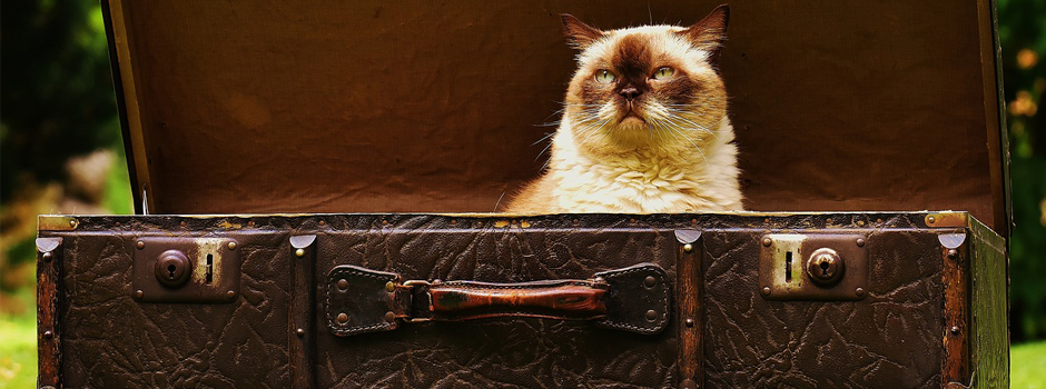 Eine flauschige Katze mit hellem Fell und dunklem Gesicht sitzt in einem offenen braunen Vintage-Koffer im Freien, vielleicht bereit, sich Ihrem nächsten Campingurlaub anzuschließen - vergessen Sie nicht, ein gemütliches Plätzchen für Ihr Haustier auf Ihrer Checkliste Campingurlaub einzutragen!.