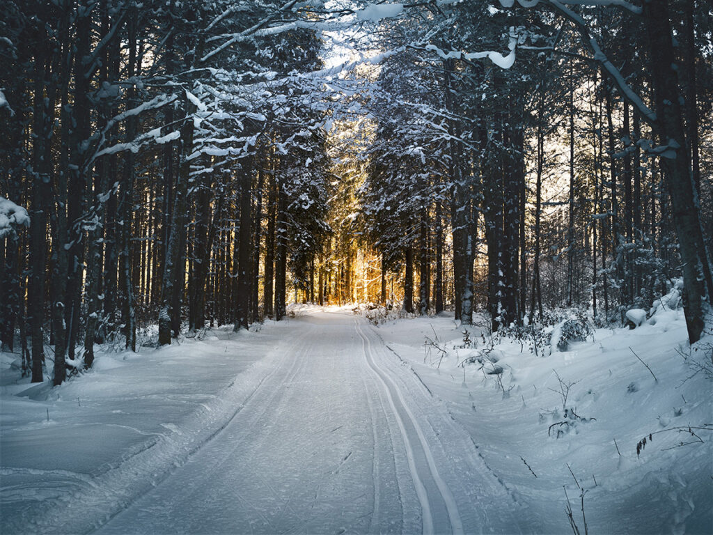 Ein schneebedeckter Weg schlängelt sich durch einen dichten Wald mit hohen Bäumen, und in der Ferne scheint das Sonnenlicht durch die Äste - die perfekte Kulisse für ein Wohnmobil-Winterabenteuer mit allem wichtigen Wohnmobil-Zubehör.